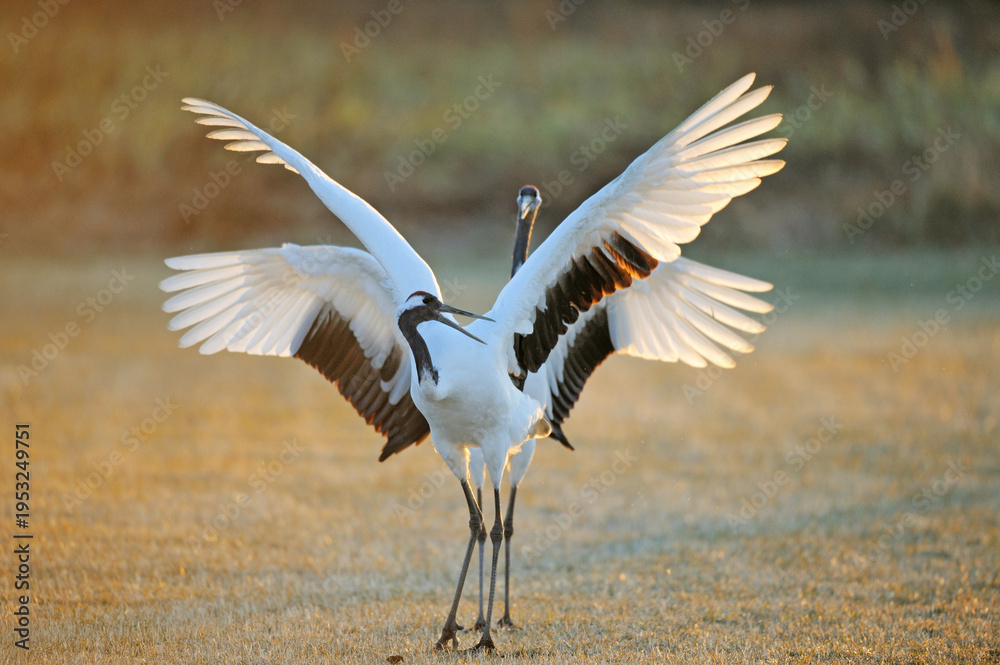 Obraz premium タンチョウの舞(北海道・鶴居村)