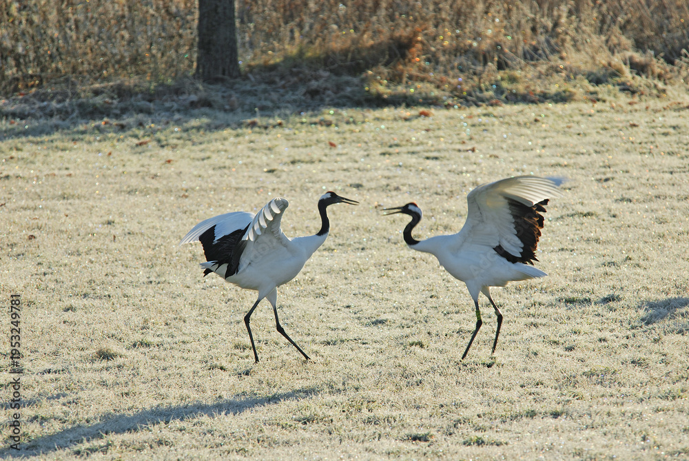 Obraz premium 光る霜の中で舞うタンチョウ（北海道・鶴居村） 