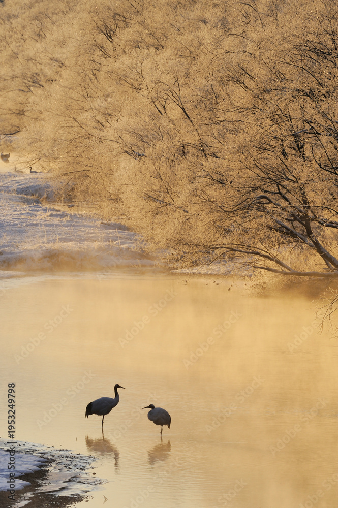 Fototapeta premium 樹氷とタンチョウのつがい(北海道・鶴居村)