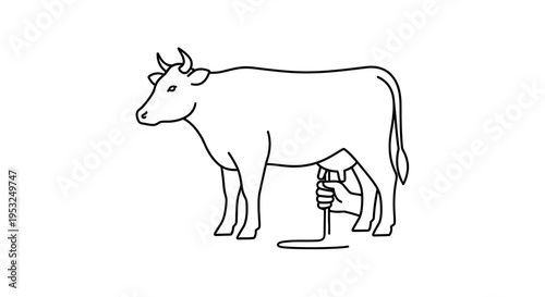 Milking a Cow: Hand Milking Dairy Farm Animal for Fresh Milk Production