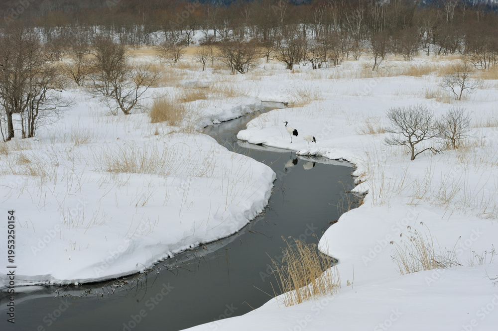 Fototapeta premium 湿原に現れたタンチョウのつがい（北海道・鶴居村） 