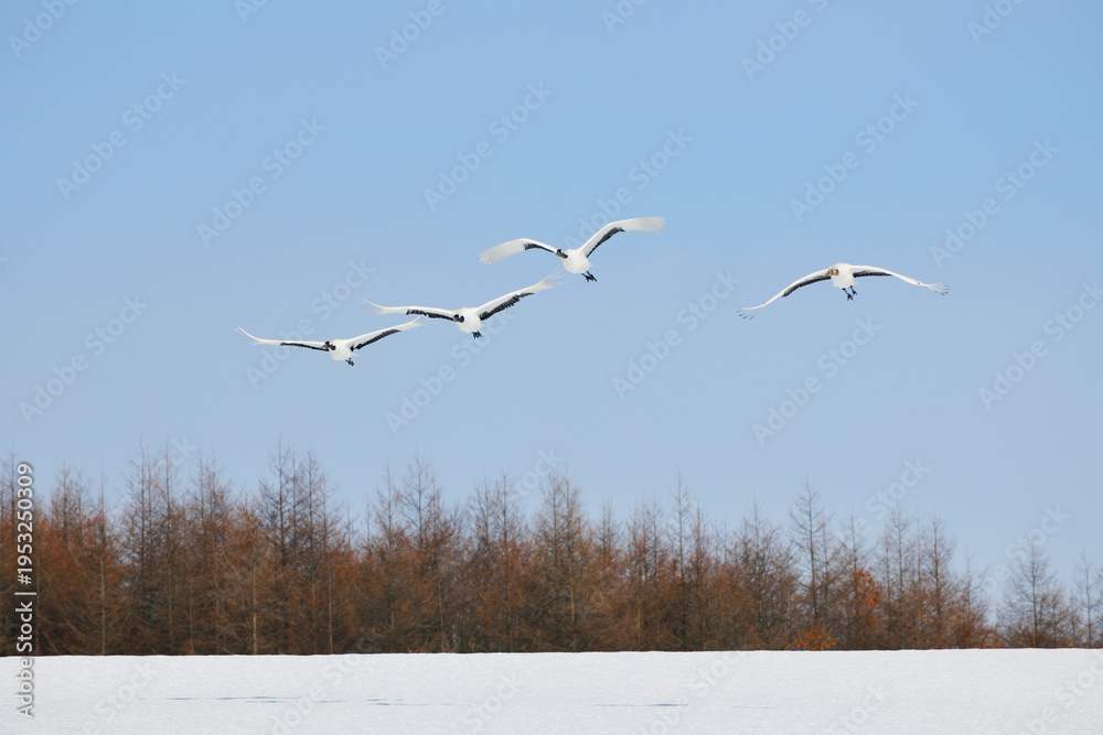 Fototapeta premium 雪原を飛ぶタンチョウ(北海道・鶴居村)