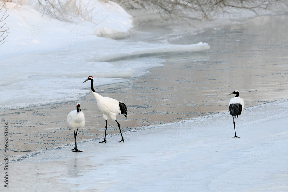 Fototapeta premium 氷上を歩くタンチョウ(北海道・鶴居村)