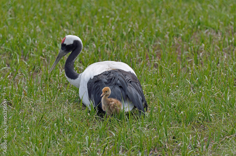 Fototapeta premium タンチョウの親子(北海道・釧路市)