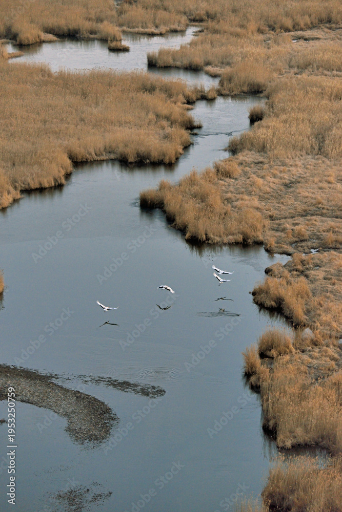 Fototapeta premium 湿原を飛ぶタンチョウの家族(北海道・標茶町)