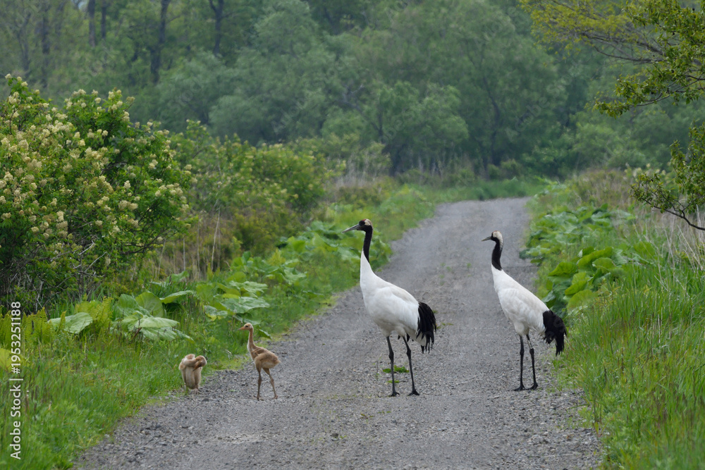 Fototapeta premium 道路を渡るタンチョウの家族（北海道・鶴居村） 