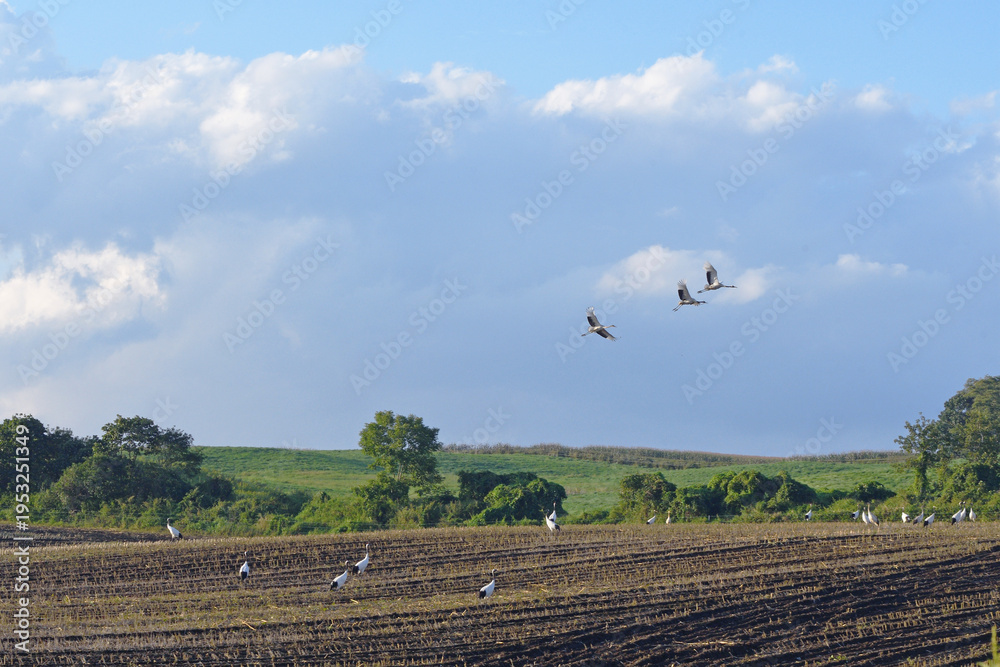 Fototapeta premium 畑に群れるタンチョウ（北海道・鶴居村） 