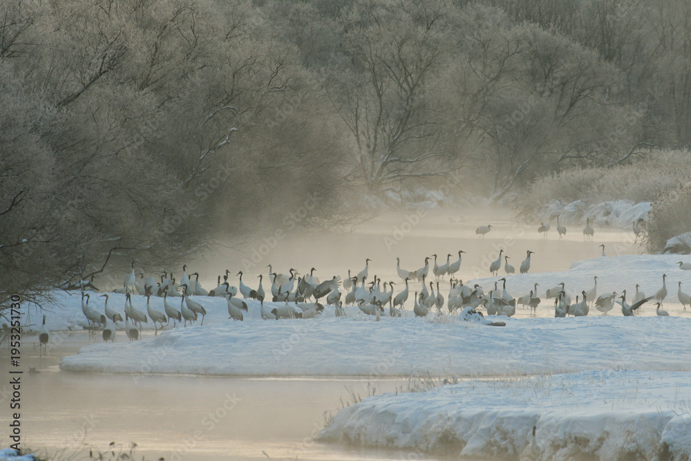 Fototapeta premium 一斉に警戒するタンチョウの群（北海道・鶴居村） 