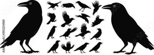 Crow and raven bird silhouettes set, black flying perched corvids vector illustration, wildlife clipart collection isolated on white background for design elements