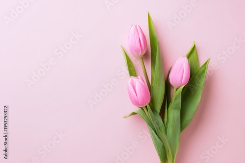 beautiful pink tulip flowers on a pastel background, a flat lay top view with...