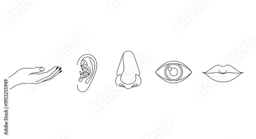 five human senses line art icons hand ear nose eye and mouth for educational and sensory perception content.