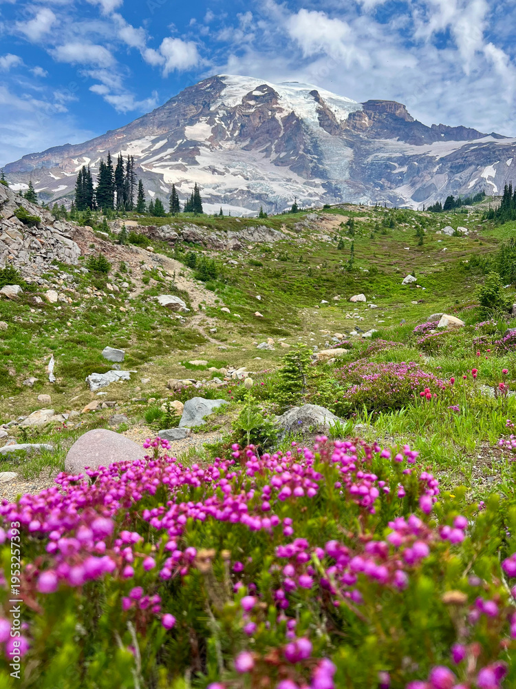 Fototapeta premium Mount Rainier Skyline Trail Scenic Alpine Hike Washington