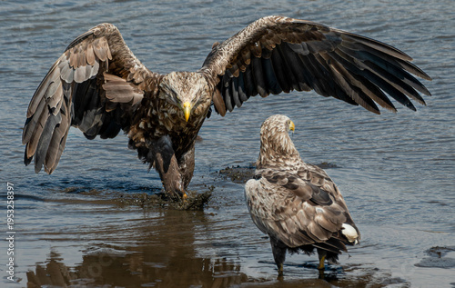 White-tailed eagle landing on water with wings spread and another eagle in background