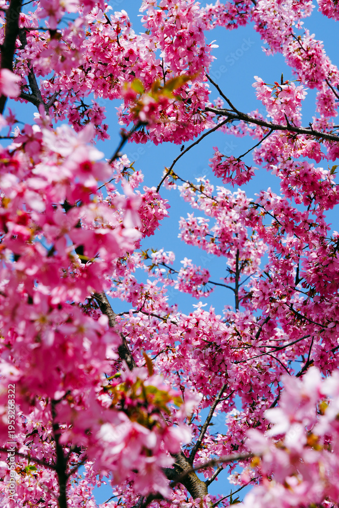 Obraz premium pink cherry blossom中国湖北武汉樱花