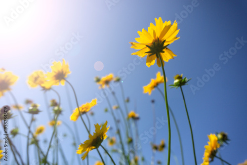 Flower bottom up view of Coreopsis Tickseed flower-bed with the warm light and blue sky background. Low angle view of yellow Cosmos flowers. Summer and spring nature flowers backgrounds.