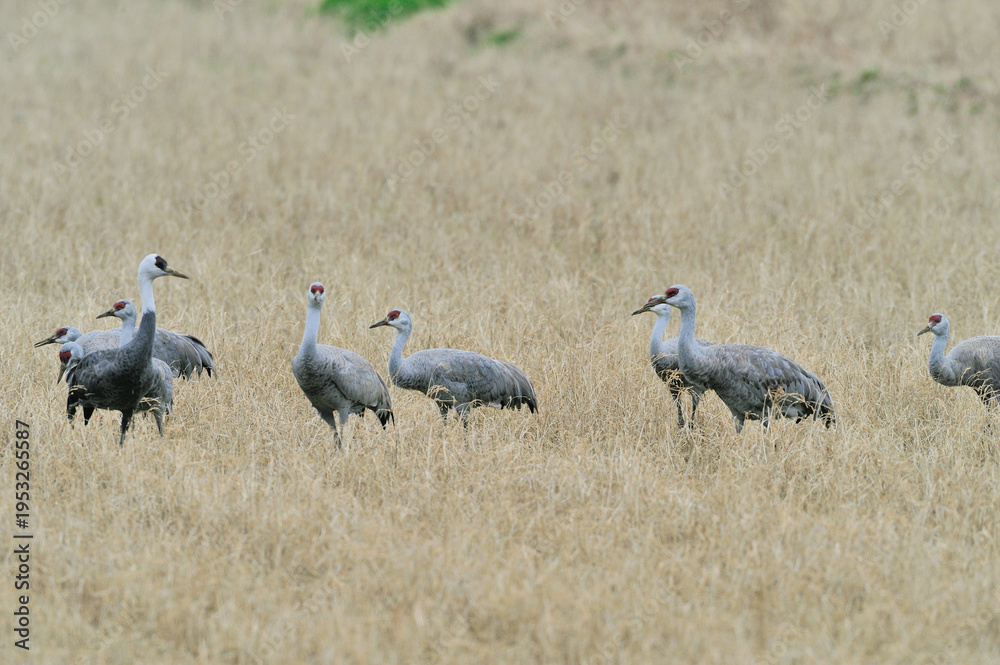 Fototapeta premium カナダヅルの群(鹿児島県・出水市)