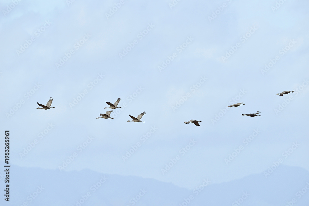 Fototapeta premium 飛翔するカナダヅルの群（鹿児島県・出水市） 