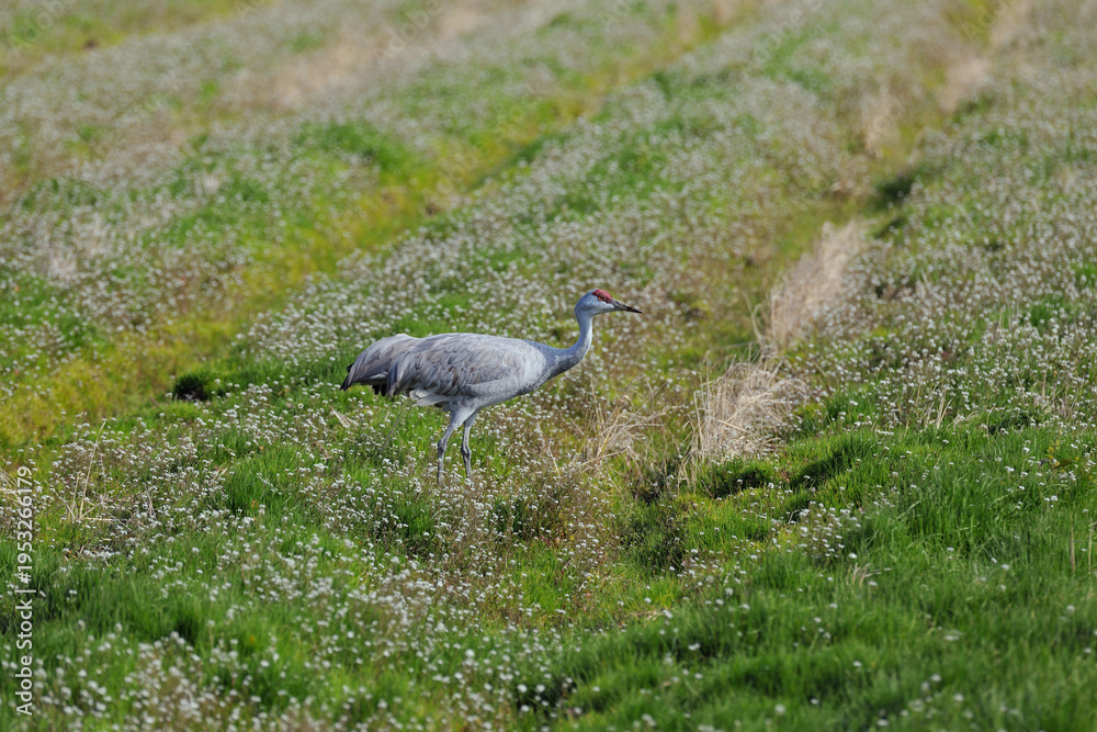 Fototapeta premium 花畑とカナダヅル（鹿児島県・出水市） 