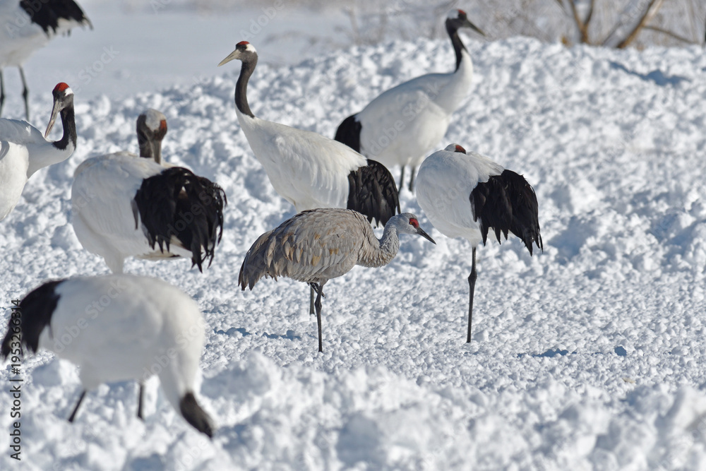 Fototapeta premium タンチョウ給餌場に現れたカナダヅル（北海道・鶴居村） 