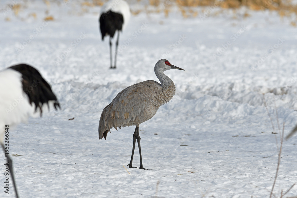 Fototapeta premium タンチョウ給餌場に現れたカナダヅル（北海道・鶴居村） 