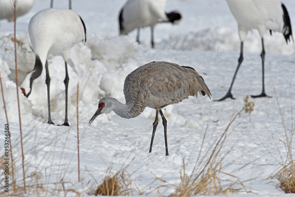 Fototapeta premium タンチョウ給餌場に現れたカナダヅル（北海道・鶴居村） 