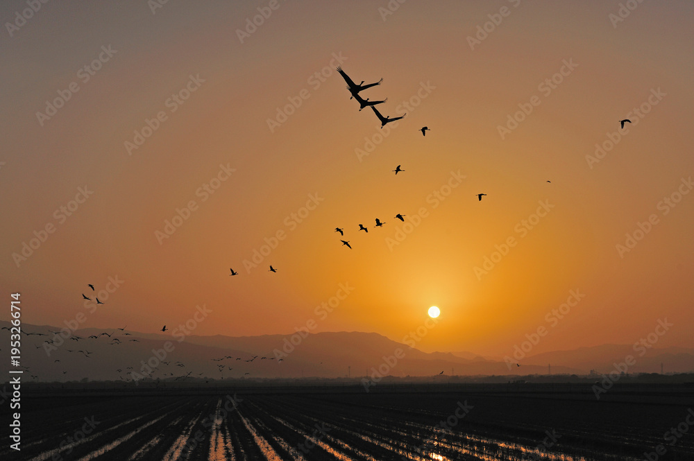 Fototapeta premium 朝日とツルの群（鹿児島県・出水市） 