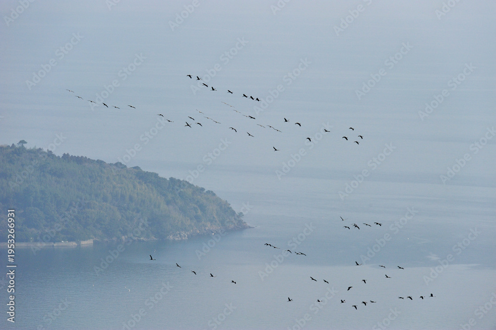 Fototapeta premium マナヅルの北帰行（鹿児島県・出水市） 