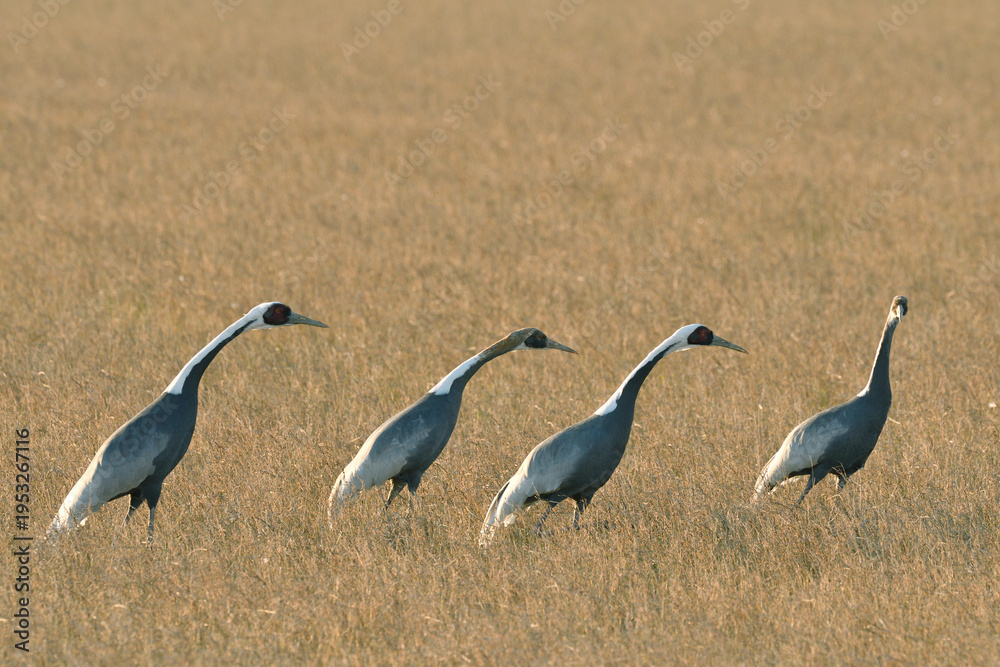 Fototapeta premium 飛び立つ直前のマナヅル家族(鹿児島県・出水市)