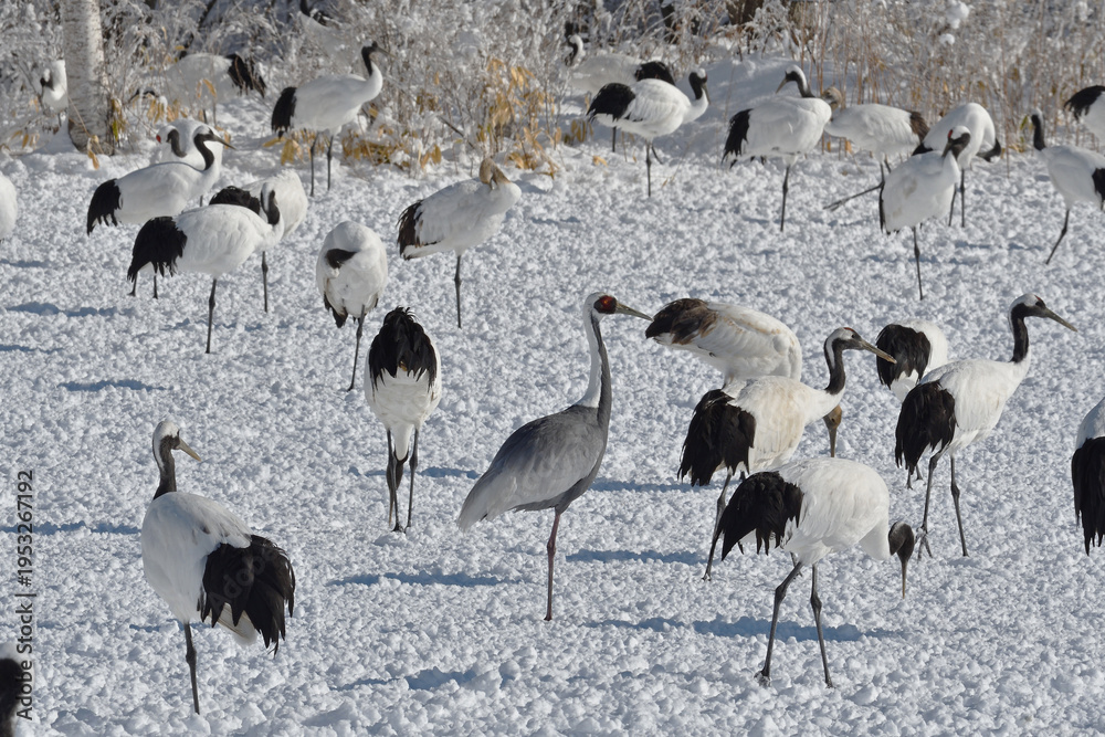 Fototapeta premium タンチョウ給餌場に現れたマナヅル(北海道・鶴居村)
