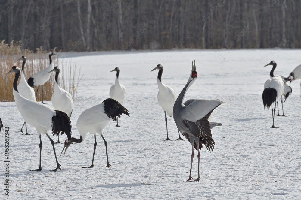 Fototapeta premium マナヅルのディスプレイコール（北海道・鶴居村） 