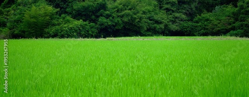 a large green rice field serves as the background, with dense and uniform gra...