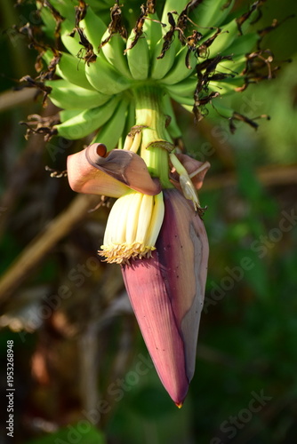 Banana flower - The teardrop-shaped purple flower at the end of the banana fruit cluster in a banana tree is called as banana heart.