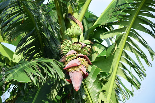 Banana flower - The teardrop-shaped purple flower at the end of the banana fruit cluster in a banana tree is called as banana heart.