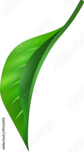 Green Leaf Isolated PNG Decorative Nature