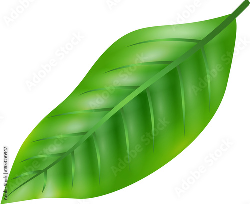 Green Leaf Isolated PNG Decorative Nature