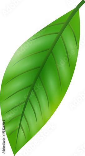 Green Leaf Isolated PNG Decorative Nature