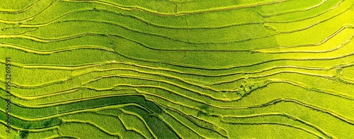 green grassy field background, large area of lush rice fields, aerial view, h...