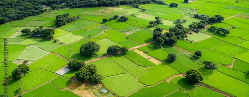 green grassy field background, large area of lush rice fields, aerial view, h...