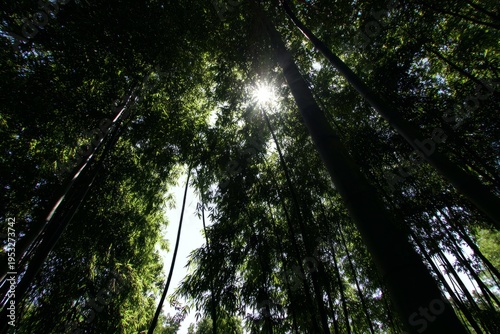 Low angle shot of sunlight streaming through fresh green bamboo forest, long ...