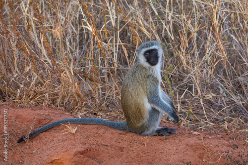 Fotografie vervet monkey or chlorocebus pygerythrus sitting in field at tarangire national