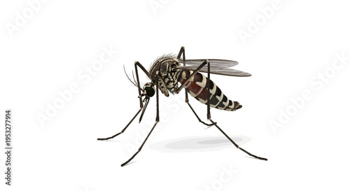 A detailed close-up studio photograph of a large mosquito with visible striped legs and body on a white background