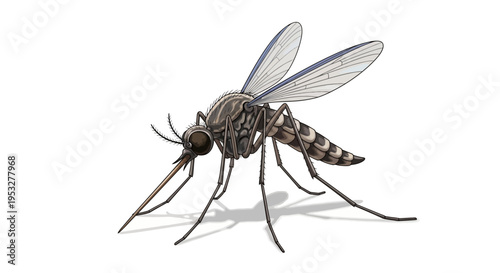 Close-up illustration of a mosquito with detailed wings, legs, and proboscis, showcasing its anatomy