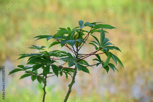 Fresh organic cassava leaves on a rustic background. Perfect for healthy food, vegan recipes, and Asian cuisine themes
