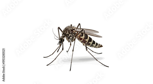 A close-up studio shot of a mosquito on a white background, a common insect known for its bite