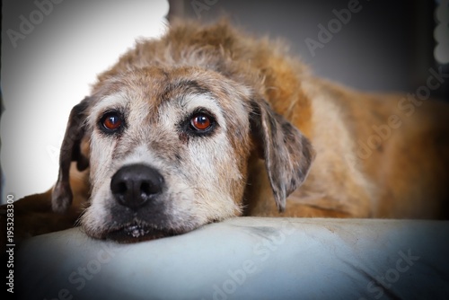 A portrait of a beautiful brown senior dog lying on her bed in natural light.