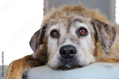 A portrait of a beautiful brown senior dog lying on her bed in natural light.