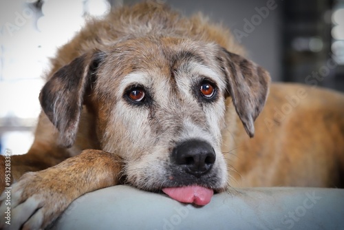 A portrait of a beautiful brown senior dog lying on her bed in natural light.