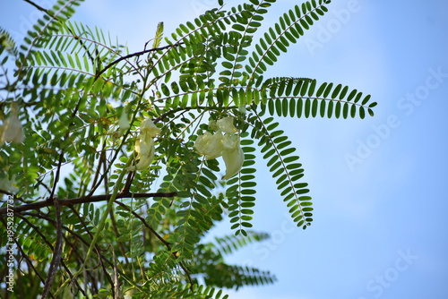 White Sesbania Grandiflora flower, also known as Vegetable Hummingbird, blooming on a tree branch with natural green background.