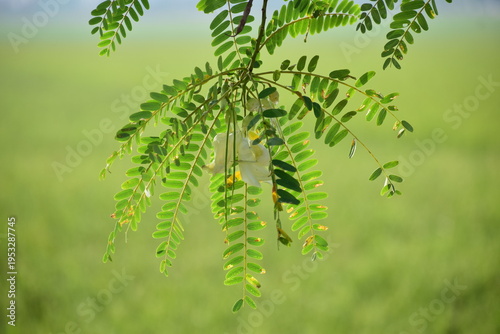 White Sesbania Grandiflora flower, also known as Vegetable Hummingbird, blooming on a tree branch with natural green background.