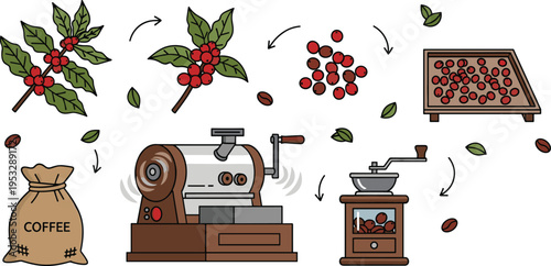 Coffee Production Process from Plant to Roasting and Grinding Workflow Step by Step Vector Illustration Set